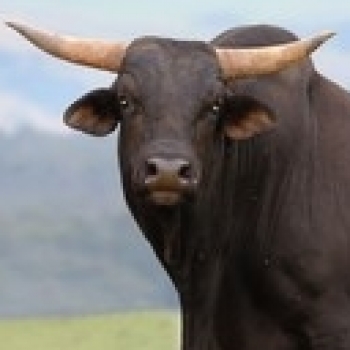 Fomo Bull