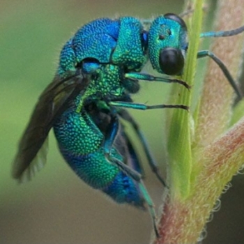 Blue Wasp