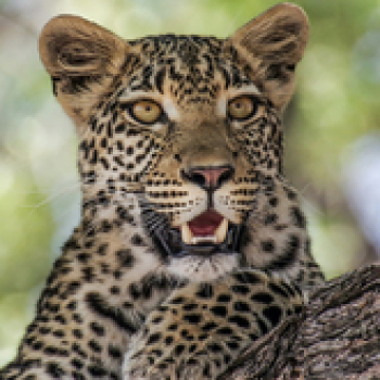 Scalping Leopard