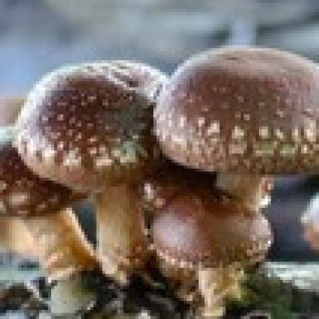 Shiitake Shroom