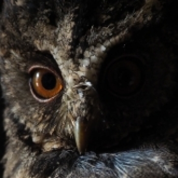 Ominous Owl