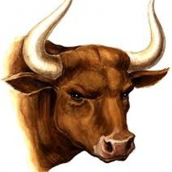 Shor The Bull