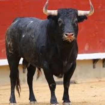 Bullish Bull Jr