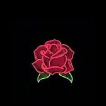 Anthony A rose