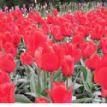 Haarlem Tulip