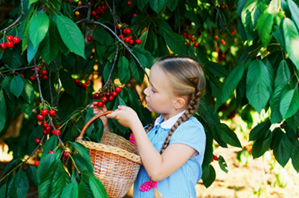 Cherry-Picking