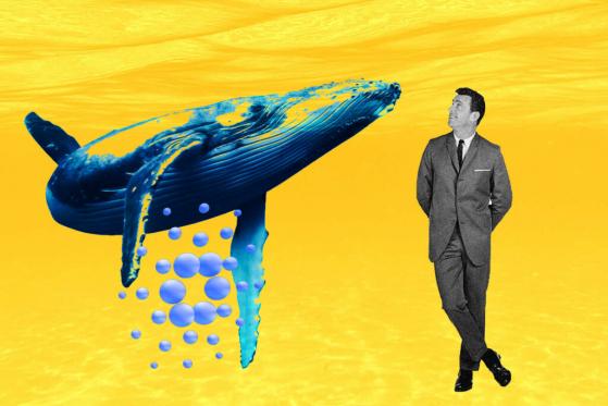 Cardano’s Top Whale Holdings at 2-Year High