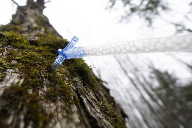 © Bloomberg. A tree is tapped to collect sap in Bromont, Quebec, Canada. Photographer: Christinne Muschi/Bloomberg