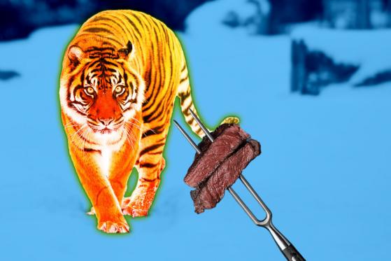 The Indonesian Tech Tiger is Coming and Tokenized Crowdfunding Can Feed It