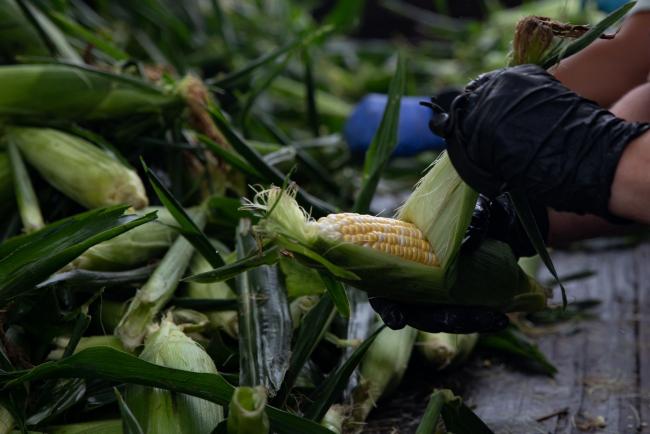 © Bloomberg. A worker shucks corn during a harvest at a farm in Lansing, Michigan, U.S., on Thursday, Aug. 12, 2021. Corn prices rose after a U.S. report chopped estimates for yields, bringing down prospects for production this season. Photographer: Emily Elconin/Bloomberg