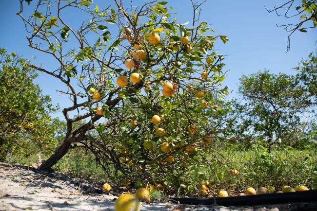 © Bloomberg. Fallen oranges and damaged trees following Hurricane Ian at a grove in Charlotte county, Florida.
