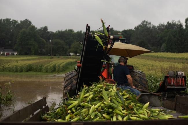 © Bloomberg. A picker loads corn into a wagon during a harvest at a farm in Lansing, Michigan on Aug. 12.