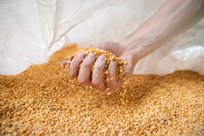 © Bloomberg. An employee handles a sample of cleaned yellow peas at the Puris pea protein processing facility in Dawson, Minnesota, U.S. on Tuesday, June 8, 2021. Yellow pea is the fastest-growing source of protein for plant-based meat alternatives, a market that’s expected to be worth $140 billion globally by 2029, up from $14 billion in 2019, according to data from food technology company Benson Hill and Barclays Plc.
