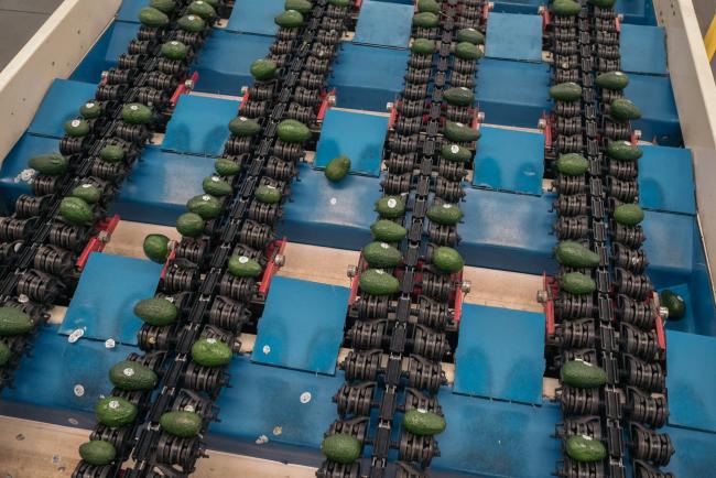 © Bloomberg. Avocados in Periban, Michoacan state, Mexico. Photographer: Jeoffrey Guillemard/Bloomberg